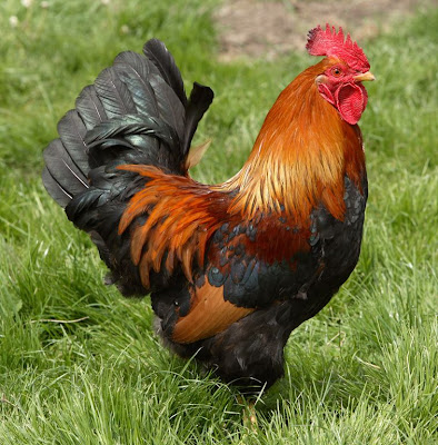 দেশি মুরগী