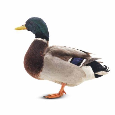 দেশি হাঁস